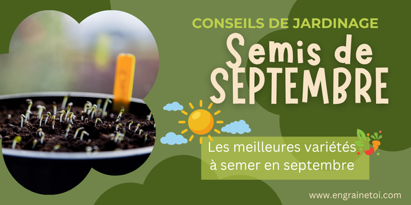 les semis de SEPTEMBRE